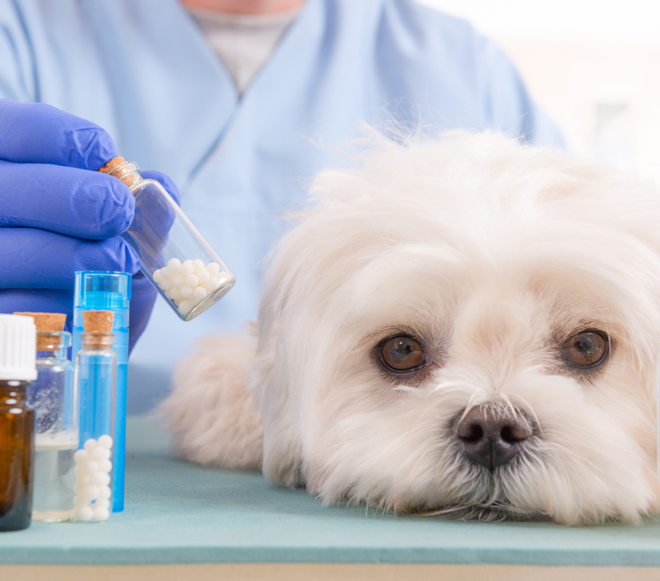 Vet holding homeopathic globules for a little maltese dog