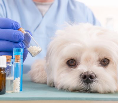 Homeopathy for a dog Vet holding homeopathic globules for a little maltese dog